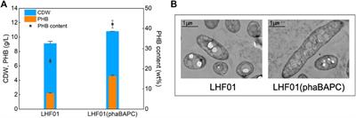 Engineering Vibrio alginolyticus as a novel chassis for PHB production from starch